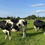 IOMS A ‘unified voice’ for organic dairy farmers