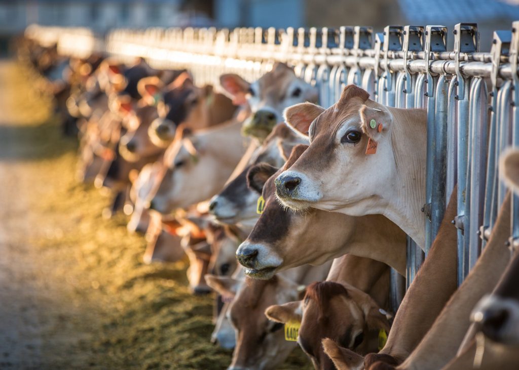 Idaho dairy producers reduce herds as prices decline