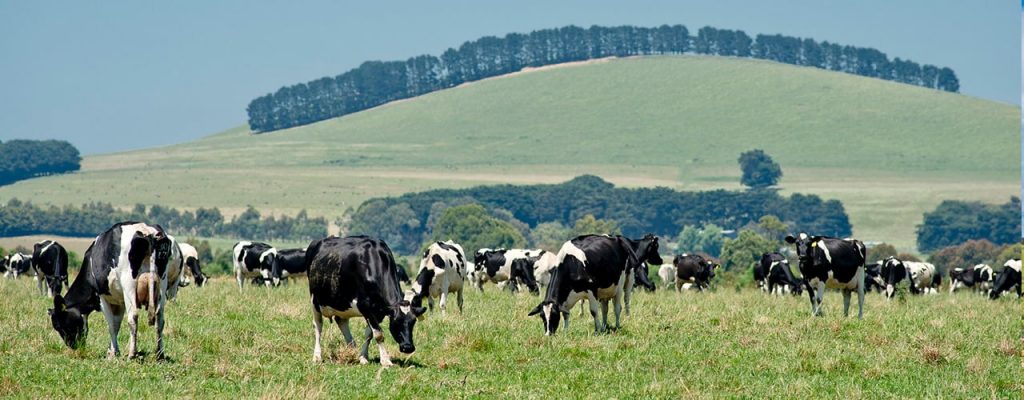 Dairy Insights August 2024