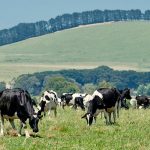 Dairy Insights August 2024