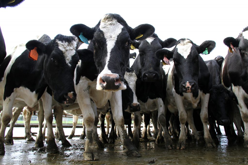 Large decline in dairy cow culling seen in June