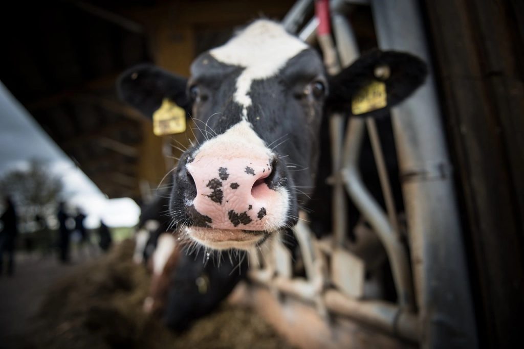 Low dairy cow culling boosts cow market