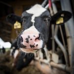 Low dairy cow culling boosts cow market