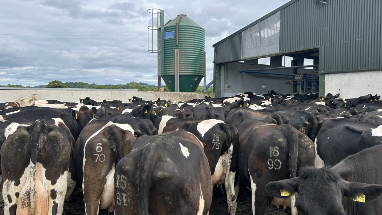 Milk price tracker: Prices continued to improve in June - eDairy News ...