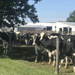 Milk processors expand in New York, Wisconsin