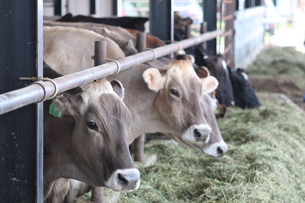 New dairy cattle HPAI reports slowing down