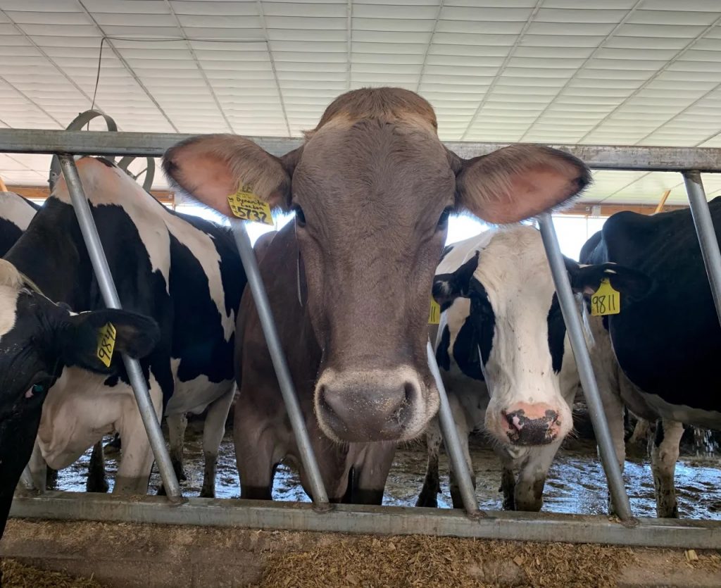 New regulations for importing dairy cattle to NY