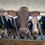 New regulations for importing dairy cattle to NY