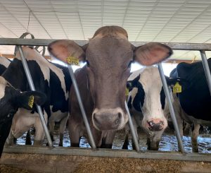 New regulations for importing dairy cattle to NY