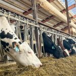 Replacement cow prices reach all-time high