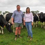 Seaweed in your milk - a tasty option for your dairy herd