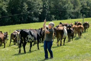 Small farms boost rural economies. Can organic milk save dairies from extinction