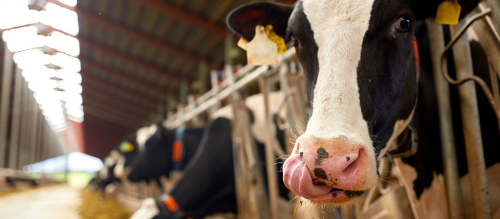 South Carolina Dairy Farm Leads the Way in Sustainability with The Dairy Alliance