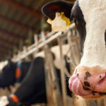 South Carolina Dairy Farm Leads the Way in Sustainability with The Dairy Alliance