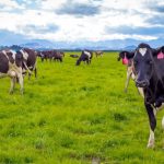 Southland-punching-above-its-weight-in-dairy-farm-sales