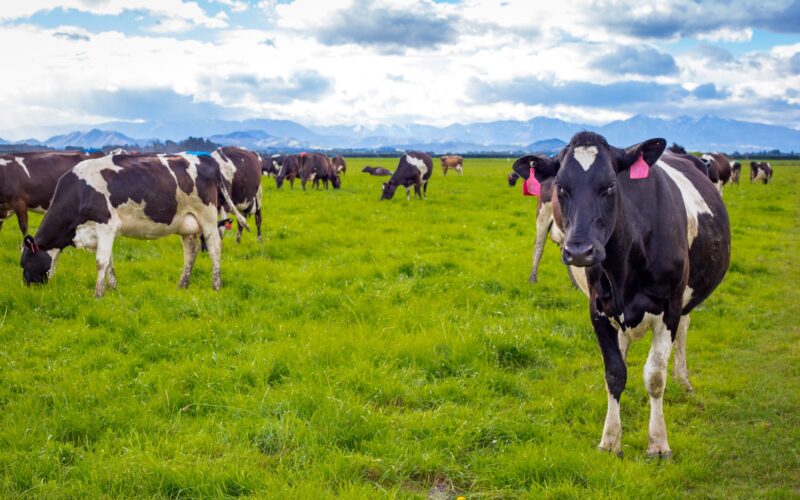 Southland-punching-above-its-weight-in-dairy-farm-sales