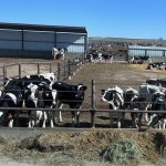 Strong Summer Prices for Dairy Heifers, Calves