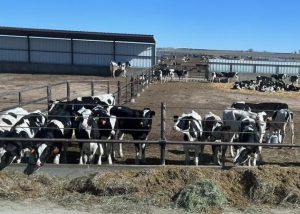 Strong Summer Prices for Dairy Heifers, Calves