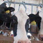 Testing Confirms Penn State Dairy Herd Gree of HPAI