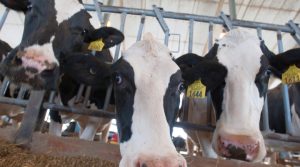 Testing Confirms Penn State Dairy Herd Gree of HPAI