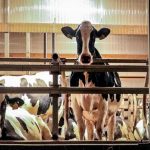 The Cost of the World’s Top-12 Dairy Diseases