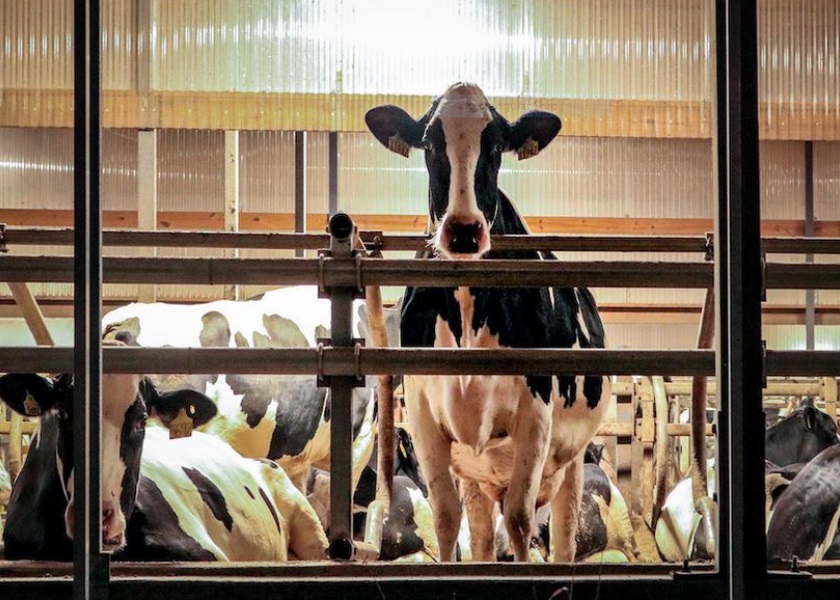 The Cost of the World’s Top-12 Dairy Diseases