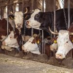 U.S. Supreme Court decision could shape animal farm regulations