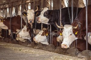 U.S. Supreme Court decision could shape animal farm regulations