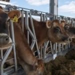 UNH Scientists Drive Advancements in Dairy Farming