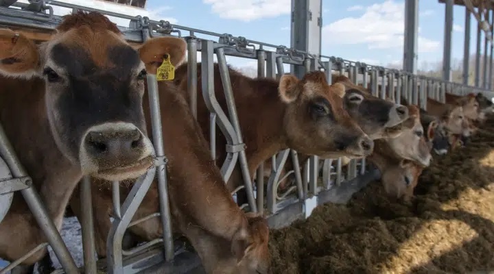 UNH Scientists Drive Advancements in Dairy Farming