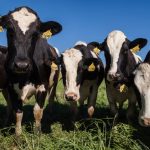 US to survey dairy cattle brought to slaughter to study bird flu infections