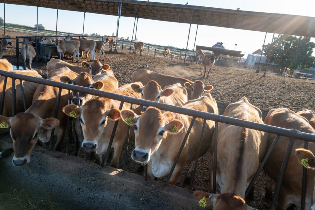 USDA-to-take-‘additional-step-in-testing-beef-from-former-dairy-cattle-for-bird-flu