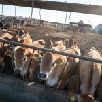 USDA-to-take-‘additional-step-in-testing-beef-from-former-dairy-cattle-for-bird-flu