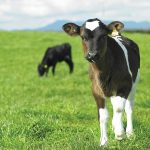 West Coast set for calving