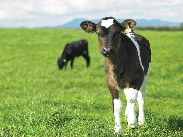 West Coast set for calving