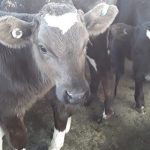 Worm-ridden calves warrant closer study