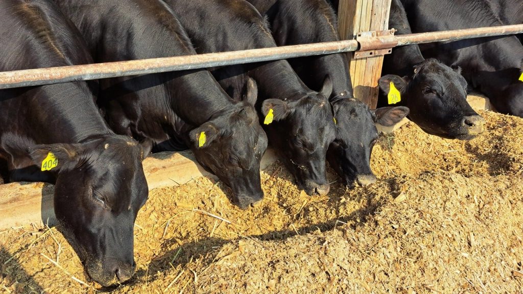 Beef-on-dairy are ‘cash cows’ for dairy farmers