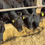 Beef-on-dairy are ‘cash cows’ for dairy farmers