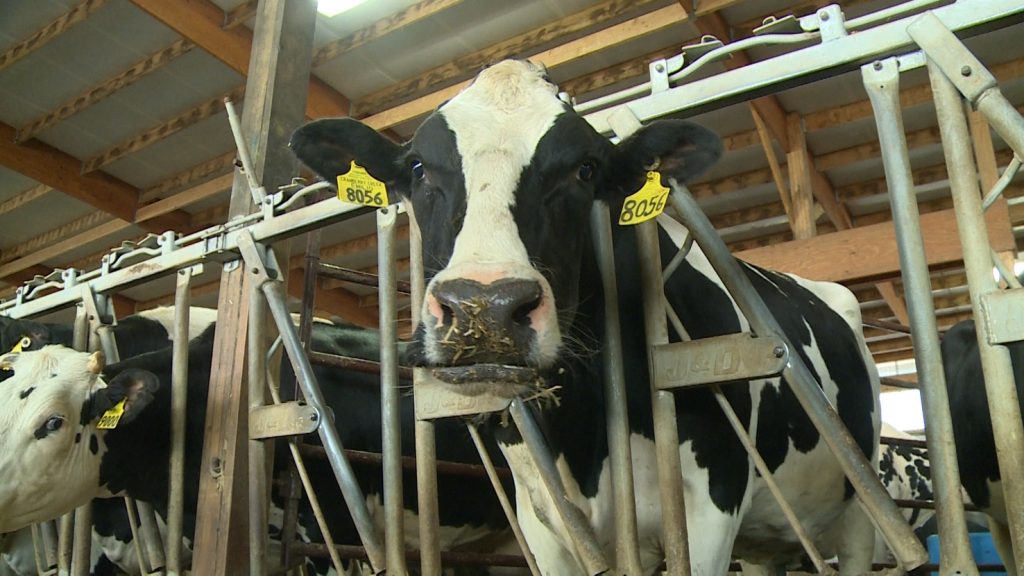 Bird flu spreads to a Michigan dairy herd in Shiawassee County