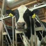 Bird flu spreads to a Michigan dairy herd in Shiawassee County