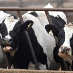 California reports 18 more H5N1 outbreaks in dairy cows