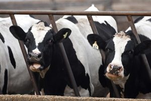 California reports 18 more H5N1 outbreaks in dairy cows