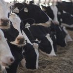 Canola meal in dairy cow diets separating fact from fiction