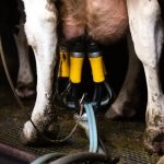 China Targets EU Dairy Just as Its Own Milk Industry Flounders