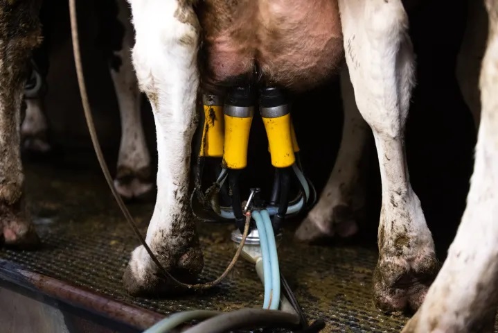 China Targets EU Dairy Just as Its Own Milk Industry Flounders