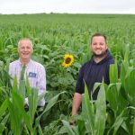 Companion crops cut protein bill at Pembrokeshire dairy farm