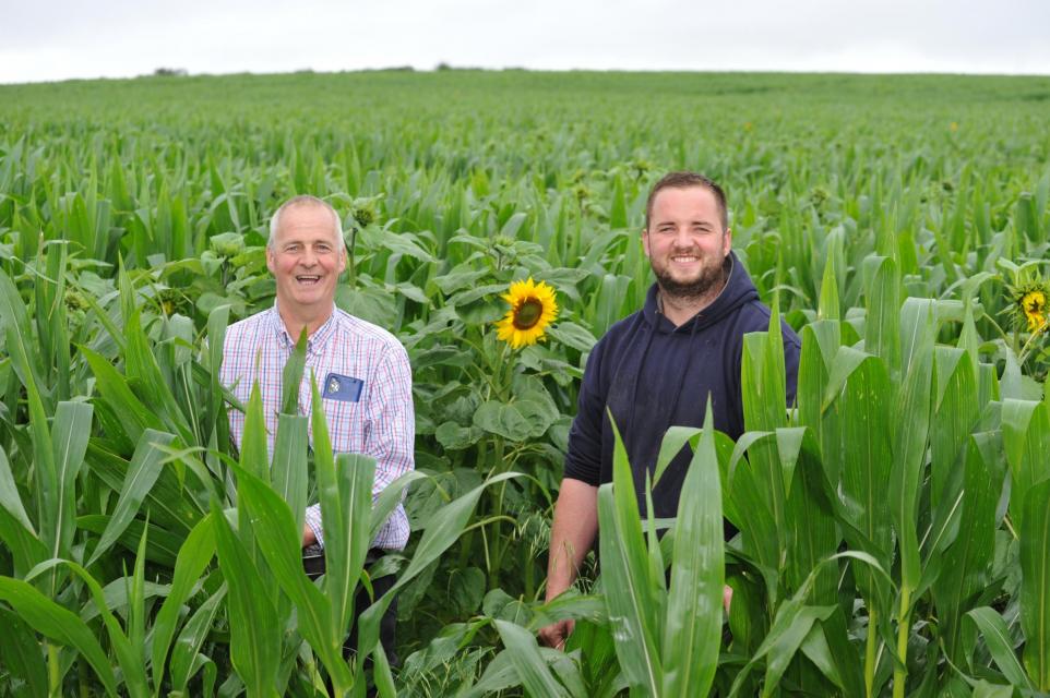 Companion crops cut protein bill at Pembrokeshire dairy farm