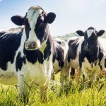 Cows help farms capture more carbon in soil, study shows