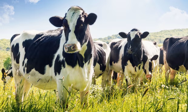 Cows help farms capture more carbon in soil, study shows