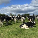 Dairy Focus 2 empty rate with American Holstein genetics